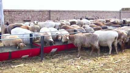 念好“羊”經(jīng)發(fā)“羊財”——畜牧漁業(yè)飼料銷售的創(chuàng)新與發(fā)展