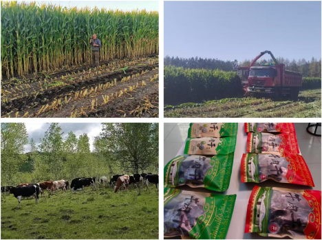 牙克石市庫都爾鎮(zhèn) 集聚“三項(xiàng)”發(fā)展之力，繪就鄉(xiāng)村振興新畫卷